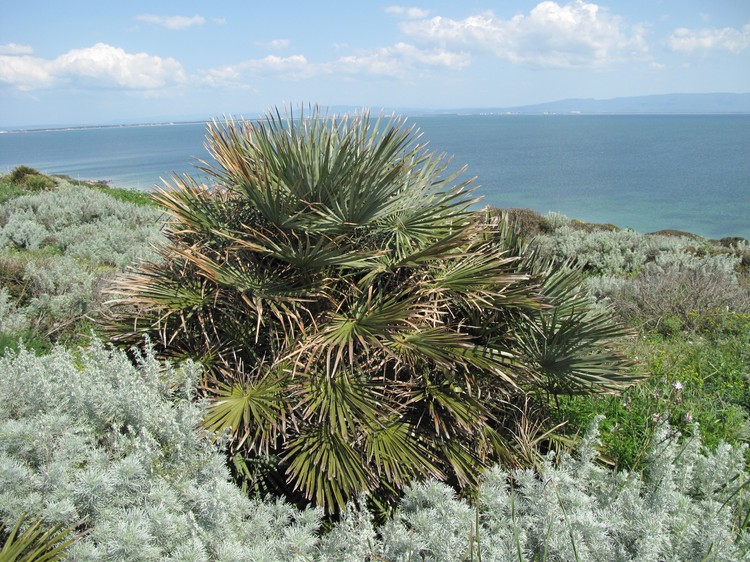 Chamaerops humilis